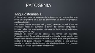 Anquilostomiasis
El factor importante para contraer la enfermedad es caminar descalzo
sobre una superficie en la que se encuentren las heces de personas
que la padezcan.
Las larvas (forma inmadura del gusano) penetran la piel. Estas se
desplazan hasta los pulmones a través del torrente sanguíneo e
ingresan a las vías respiratorias. Los gusanos tienen aproximadamente
media pulgada de largo.
Después de subir por la tráquea, las larvas son ingeridas.
Posteriormente infectan el intestino delgado. Las larvas se transforman
en gusanos adultos y viven allí durante 1 o más años. Los gusanos se
sujetan a la pared intestinal y succionan sangre, lo cual provoca
anemia por deficiencia de hierro y pérdida de proteínas. Los gusanos
adultos y las larvas se excretan en las heces.
 