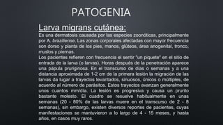 Larva migrans cutánea:
Es una dermatosis causada por las especies zoonóticas, principalmente
por A. braziliense. Las zonas corporales afectadas con mayor frecuencia
son dorso y planta de los pies, manos, glúteos, área anogenital, tronco,
muslos y piernas.
Los pacientes refieren con frecuencia el sentir "un piquete" en el sitio de
entrada de la larva (o larvas). Horas después de la penetración aparece
una pápula pruriginosa. En el transcurso de días o semanas y a una
distancia aproximada de 1-2 cm de la primera lesión la migración de las
larvas da lugar a trayectos levantados, sinuosos, únicos o múltiples, de
acuerdo al número de parásitos. Estos trayectos avanzan generalmente
unos cuantos mm/día. La lesión es progresiva y causa un prurito
bastante molesto. El cuadro se resuelve habitualmente en unas
semanas (20 - 80% de las larvas muere en el transcurso de 2 - 8
semanas), sin embargo, existen diversos reportes de pacientes, cuyas
manifestaciones se mantuvieron a lo largo de 4 - 15 meses, y hasta
años, en casos muy raros.
 