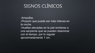 -Ampollas.
-Picazón que puede ser más intensa en
la noche.
-Huellas elevadas en la piel similares a
una serpiente que se pueden diseminar
con el tiempo, por lo regular
aproximadamente 1 cm.
 