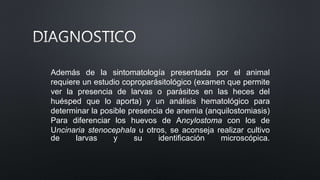 Además de la sintomatología presentada por el animal
requiere un estudio coproparásitológico (examen que permite
ver la presencia de larvas o parásitos en las heces del
huésped que lo aporta) y un análisis hematológico para
determinar la posible presencia de anemia (anquilostomiasis)
Para diferenciar los huevos de Ancylostoma con los de
Uncinaria stenocephala u otros, se aconseja realizar cultivo
de larvas y su identificación microscópica.
 