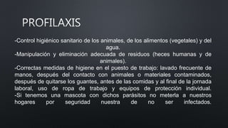 -Control higiénico sanitario de los animales, de los alimentos (vegetales) y del
agua.
-Manipulación y eliminación adecuada de residuos (heces humanas y de
animales).
-Correctas medidas de higiene en el puesto de trabajo: lavado frecuente de
manos, después del contacto con animales o materiales contaminados,
después de quitarse los guantes, antes de las comidas y al final de la jornada
laboral, uso de ropa de trabajo y equipos de protección individual.
-Si tenemos una mascota con dichos parásitos no meterla a nuestros
hogares por seguridad nuestra de no ser infectados.
 