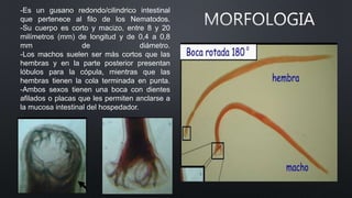-Es un gusano redondo/cilindrico intestinal
que pertenece al filo de los Nematodos.
-Su cuerpo es corto y macizo, entre 8 y 20
milímetros (mm) de longitud y de 0,4 a 0,8
mm de diámetro.
-Los machos suelen ser más cortos que las
hembras y en la parte posterior presentan
lóbulos para la cópula, mientras que las
hembras tienen la cola terminada en punta.
-Ambos sexos tienen una boca con dientes
afilados o placas que les permiten anclarse a
la mucosa intestinal del hospedador.
 