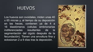 Los huevos son ovoidales, miden unas 40
x 65 micras y, al tiempo de su deposición
en las heces, contienen ya de 4 a
16 blastómeros (células embrionarias
indiferenciadas resultantes de la
segmentación del cigoto después de la
fecundación). Tienen una envoltura fina y
eclosionan 2 a 9 días tras la deposición.
 