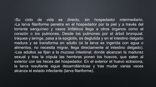 -Su ciclo de vida es directo, sin hospedador intermediario.
-La larva filariforme penetra en el hospedador por la piel y a través del
torrente sanguíneo y vasos linfáticos llega a otros órganos como el
corazón o los pulmones. Desde los pulmones por el árbol bronquial,
tráquea y laringe, pasa a la epiglotis, es deglutida y en el intestino delgado
madura y se transforma en adulto (si la larva es ingerida con agua o
alimentos, no necesita migrar, llega directamente al intestino delgado).
-Los adultos se fijan a la mucosa intestinal, donde alcanzan la madurez
sexual y tras la cópula las hembras ponen los huevos, que salen al
exterior con las heces del hospedador. En el exterior el huevo eclosiona,
la larva resultante sigue desarrollándose y tras mudar varias veces
alcanza el estado infectante (larva filariforme).
 