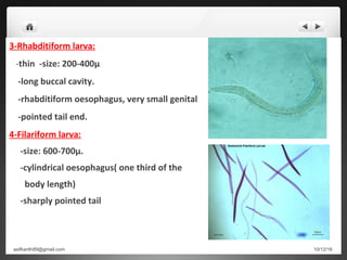 3-Rhabditiform larva:
-thin -size: 200-400µ
-long buccal cavity.
-rhabditiform oesophagus, very small genital
-pointed tail end.
4-Filariform larva:
-size: 600-700µ.
-cylindrical oesophagus( one third of the
body length)
-sharply pointed tail
10/12/16asifkanth89@gmail.com
 