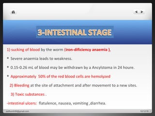 1) sucking of blood by the worm (iron-dificiency anaemia ),
 Severe anaemia leads to weakness.
 0.15-0.26 mL of blood may be withdrawn by a Ancylstoma in 24 houre.
 Approximately 50% of the red blood cells are hemolyzed
2) Bleeding at the site of attachment and after movement to a new sites.
3) Toxic substances .
-intestinal ulcers: flatulence, nausea, vomiting ,diarrhea.
10/12/16asifkanth89@gmail.com
 