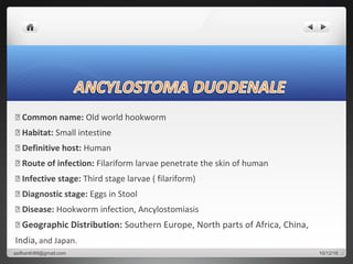  Common name: Old world hookworm
 Habitat: Small intestine
 Definitive host: Human
 Route of infection: Filariform larvae penetrate the skin of human
 Infective stage: Third stage larvae ( filariform)
 Diagnostic stage: Eggs in Stool
 Disease: Hookworm infection, Ancylostomiasis
 Geographic Distribution: Southern Europe, North parts of Africa, China,
India,and Japan.
10/12/16asifkanth89@gmail.com
 
