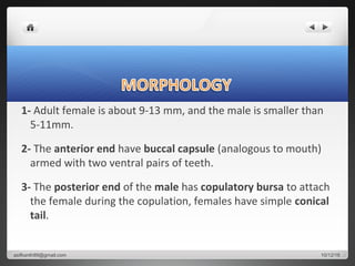 1- Adult female is about 9-13 mm, and the male is smaller than
5-11mm.
2- The anterior end have buccal capsule (analogous to mouth)
armed with two ventral pairs of teeth.
3- The posterior end of the male has copulatory bursa to attach
the female during the copulation, females have simple conical
tail.
10/12/16asifkanth89@gmail.com
 