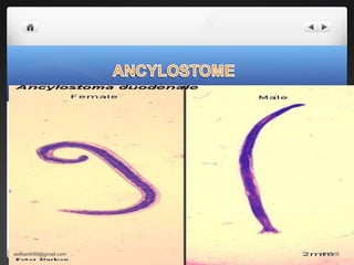 10/12/16asifkanth89@gmail.com
 