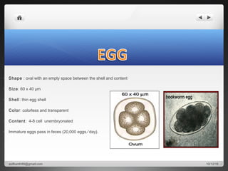 • Shape : oval with an empty space between the shell and content
• Size: 60 x 40 μm
• Shell: thin egg shell
• Color: colorless and transparent
• Content: 4-8 cell unembryonated
• Immature eggs pass in feces (20,000 eggs ⁄ day).
10/12/16asifkanth89@gmail.com
 