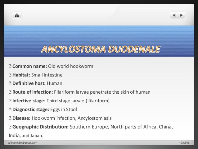of intestine parts small 3 Ancylostoma duodenale of intestine parts small 3 Ancylostoma duodenale