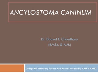 ANCYLOSTOMA CANINUM
Dr. Dhaval F. Chaudhary
(B.V.Sc. & A.H.)
College Of Veterinary Science And Animal Husbandry, AAU, ANAND
 