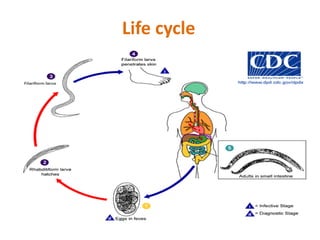 Life cycle
 