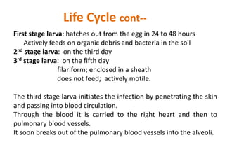 First stage larva: hatches out from the egg in 24 to 48 hours
Actively feeds on organic debris and bacteria in the soil
2nd stage larva: on the third day
3rd stage larva: on the fifth day
filariform; enclosed in a sheath
does not feed; actively motile.
The third stage larva initiates the infection by penetrating the skin
and passing into blood circulation.
Through the blood it is carried to the right heart and then to
pulmonary blood vessels.
It soon breaks out of the pulmonary blood vessels into the alveoli.
Life Cycle cont--
 