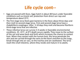 Life cycle cont--
• Eggs are passed with feces. Eggs hatch in about 48 hours under favorable
conditions such as (moist soil, protection from direct sun rays and
temperature about 25°C.
• The first-stage larva feed upon bacteria in the feces about three days and
then molt to second-stage larva. First and second stage larva have a
rhabditiform esophagus. After 5-10 days they molt and become filariform
third-stage larva that are infective.
• These infective larva can survive 3-4 weeks in favorable environmental
conditions. 25 -15°C at 0°C death occurs rapidly. They move to the surface
of the soil and wave back and forth which increases the chance to contact
host. When they contact with the human host, the larva penetrate the
skin and are carried through the veins to the heart and then to the lungs,
break through into air sacs, to the trachea and are swallowed. The larva
reach the small intestine, where they reside and mature in to adults.
 