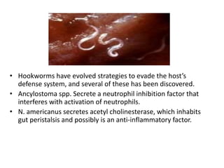 • Hookworms have evolved strategies to evade the host’s
defense system, and several of these has been discovered.
• Ancylostoma spp. Secrete a neutrophil inhibition factor that
interferes with activation of neutrophils.
• N. americanus secretes acetyl cholinesterase, which inhabits
gut peristalsis and possibly is an anti-inflammatory factor.
 