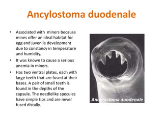 Ancylostoma duodenale
• Associated with miners because
mines offer an ideal habitat for
egg and juvenile development
due to constancy in temperature
and humidity.
• It was known to cause a serious
anemia in miners.
• Has two ventral plates, each with
large teeth that are fused at their
bases. A pair of small teeth is
found in the depths of the
capsule. The needlelike specules
have simple tips and are never
fused distally.
 