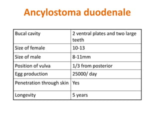 Bucal cavity 2 ventral plates and two large
teeth
Size of female 10-13
Size of male 8-11mm
Position of vulva 1/3 from posterior
Egg production 25000/ day
Penetration through skin Yes
Longevity 5 years
Ancylostoma duodenale
 