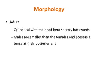 Morphology
• Adult
– Cylindrical with the head bent sharply backwards
– Males are smaller than the females and possess a
bursa at their posterior end
 