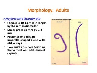 Morphology: Adults
Ancylostoma duodenale
• Female is 10-13 mm in length
by 0.6 mm in diameter
• Males are 8-11 mm by 0.4
mm
• Posterior end has an
umbrella-shaped bursa with
riblike rays
• Two pairs of curved teeth on
the ventral wall of its buccal
capsule
 
