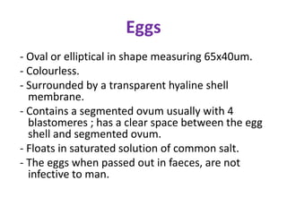 Eggs
- Oval or elliptical in shape measuring 65x40um.
- Colourless.
- Surrounded by a transparent hyaline shell
membrane.
- Contains a segmented ovum usually with 4
blastomeres ; has a clear space between the egg
shell and segmented ovum.
- Floats in saturated solution of common salt.
- The eggs when passed out in faeces, are not
infective to man.
 
