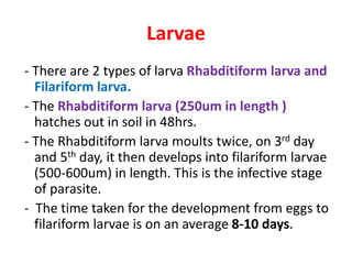 Larvae
- There are 2 types of larva Rhabditiform larva and
Filariform larva.
- The Rhabditiform larva (250um in length )
hatches out in soil in 48hrs.
- The Rhabditiform larva moults twice, on 3rd day
and 5th day, it then develops into filariform larvae
(500-600um) in length. This is the infective stage
of parasite.
- The time taken for the development from eggs to
filariform larvae is on an average 8-10 days.
 
