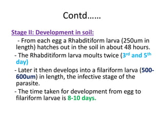 Contd……
Stage II: Development in soil:
- From each egg a Rhabditiform larva (250um in
length) hatches out in the soil in about 48 hours.
- The Rhabditiform larva moults twice (3rd and 5th
day)
- Later it then develops into a filariform larva (500-
600um) in length, the infective stage of the
parasite.
- The time taken for development from egg to
filariform larvae is 8-10 days.
 