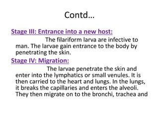 Contd…
Stage III: Entrance into a new host:
The filariform larva are infective to
man. The larvae gain entrance to the body by
penetrating the skin.
Stage IV: Migration:
The larvae penetrate the skin and
enter into the lymphatics or small venules. It is
then carried to the heart and lungs. In the lungs,
it breaks the capillaries and enters the alveoli.
They then migrate on to the bronchi, trachea and
 