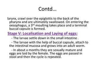 Contd…
larynx, crawl over the epiglottis to the back of the
pharynx and are ultimately swallowed. On entering the
oesophagus, a 3rd moulting takes place and a terminal
buccal capsule is formed.
Stage V: Localisation and Laying of eggs:
- The larvae settle down in the small intestine .
- The larvae with the help of buccal capsule, attach to
the intestinal mucosa and grows into an adult worm.
- In about a months they are sexually mature and
eggs are laid by the female. The eggs are passed in
stool and then the cycle is repeated.
 