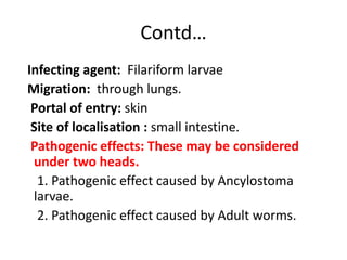 Contd…
Infecting agent: Filariform larvae
Migration: through lungs.
Portal of entry: skin
Site of localisation : small intestine.
Pathogenic effects: These may be considered
under two heads.
1. Pathogenic effect caused by Ancylostoma
larvae.
2. Pathogenic effect caused by Adult worms.
 