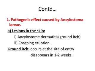 Contd…
1. Pathogenic effect caused by Ancylostoma
larvae.
a) Lesions in the skin:
i) Ancylostome dermatitis(ground itch)
ii) Creeping eruption.
Ground itch: occurs at the site of entry
disappears in 1-2 weeks.
 