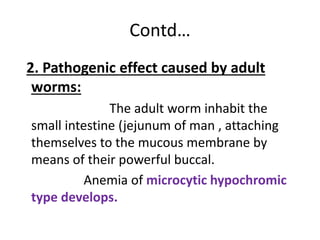 Contd…
2. Pathogenic effect caused by adult
worms:
The adult worm inhabit the
small intestine (jejunum of man , attaching
themselves to the mucous membrane by
means of their powerful buccal.
Anemia of microcytic hypochromic
type develops.
 