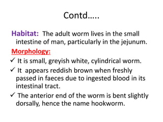 Contd…..
Habitat: The adult worm lives in the small
intestine of man, particularly in the jejunum.
Morphology:
 It is small, greyish white, cylindrical worm.
 It appears reddish brown when freshly
passed in faeces due to ingested blood in its
intestinal tract.
 The anterior end of the worm is bent slightly
dorsally, hence the name hookworm.
 