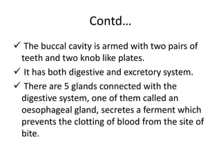 Contd…
 The buccal cavity is armed with two pairs of
teeth and two knob like plates.
 It has both digestive and excretory system.
 There are 5 glands connected with the
digestive system, one of them called an
oesophageal gland, secretes a ferment which
prevents the clotting of blood from the site of
bite.
 