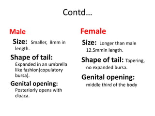 Contd…
Male
Size: Smaller, 8mm in
length.
Shape of tail:
Expanded in an umbrella
like fashion(copulatory
bursa).
Genital opening:
Posteriorly opens with
cloaca.
Female
Size: Longer than male
12.5mmin length.
Shape of tail: Tapering,
no expanded bursa.
Genital opening:
middle third of the body
 