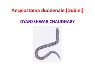Ancylostoma duodenale (Dubini)
GYANESHWAR CHAUDHARY
 