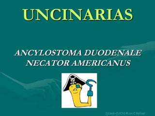 (UdeG-CUCS) M en C Rafael
UNCINARIAS
ANCYLOSTOMA DUODENALE
NECATOR AMERICANUS
 