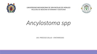 Ancylostoma spp
UAI: PROCESO SALUD - ENFERMEDAD
UNIVERSIDAD MICHOACANA DE SAN NICOLAS DE HIDALGO
FACULTAD DE MEDICINA VETERINARIA Y ZOOTECNIA
 