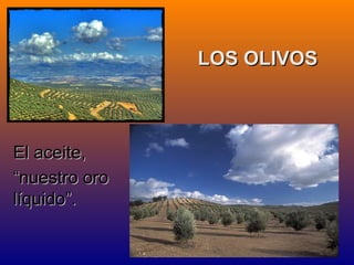 LOS OLIVOS



El aceite,
“nuestro oro
líquido”.
 