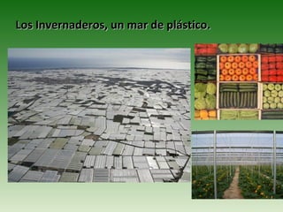 Los Invernaderos, un mar de plástico.
 