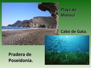 Playa de
              Monsul


              Cabo de Gata.




Pradera de
Poseidonia.
 