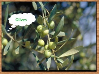 Olives