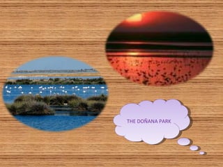 THE DOÑANA PARK