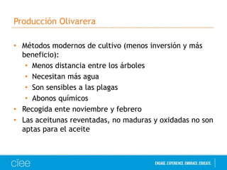 Producción Olivarera 
• Métodos modernos de cultivo (menos inversión y más 
beneficio): 
• Menos distancia entre los árboles 
• Necesitan más agua 
• Son sensibles a las plagas 
• Abonos químicos 
• Recogida ente noviembre y febrero 
• Las aceitunas reventadas, no maduras y oxidadas no son 
aptas para el aceite 
 