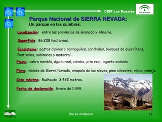 Día de Andalucía Parque Nacional de SIERRA NEVADA:   Un parque en las cumbres. Localización :  entre las provincias de Granada y Almería. Superficie :  86.208 hectáreas. Ecosistema :  pastos alpinos o borreguiles, canchales, bosques de quercíneas,  Pastizales, sabinares y matorral . Fauna :  cabra montés, águila real, cárabo, pito real, lagarto ocelado . Flora :  violeta de Sierra Nevada, amapola de las nieves, pino silvestre, roble, melojo. Cota máxima :  Mulhacén, 3.482 metros. Fecha de declaración :  Enero de 1.999. CEIP Los Rosales 