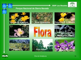 Día de Andalucía Flora Parque Nacional de Sierra Nevada Narciso de S. Nevada Arce Granadino Espuelilla de S. Nevada Manzanilla Real Violeta de las Nieves Pino Albar Aguileña Piorno CEIP Los Rosales 