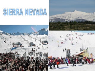 SIERRA NEVADA 
