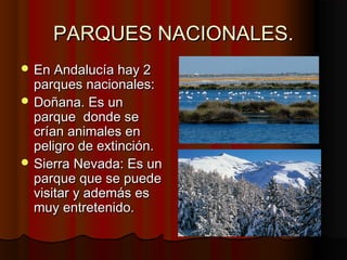 PARQUES NACIONALES.
 En Andalucía hay 2
  parques nacionales:
 Doñana. Es un
  parque donde se
  crían animales en
  peligro de extinción.
 Sierra Nevada: Es un
  parque que se puede
  visitar y además es
  muy entretenido.
 