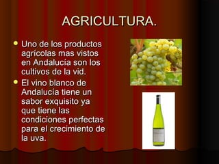 AGRICULTURA.
 Uno de los productos
  agrícolas mas vistos
  en Andalucía son los
  cultivos de la vid.
 El vino blanco de
  Andalucía tiene un
  sabor exquisito ya
  que tiene las
  condiciones perfectas
  para el crecimiento de
  la uva.
 