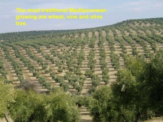 The most traditional Mediterranean
    growing are wheat, vine and olive
    tree.




Aialik Bay
 